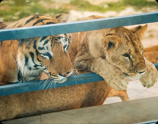 A tiger and a lion resting side by side behind a railing