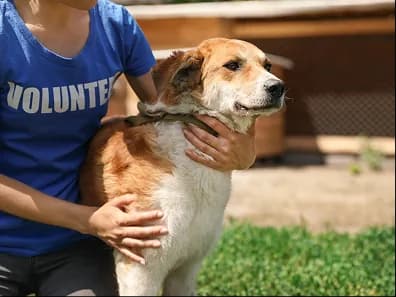 A volunteer in a blue shirt with a dog on a leash