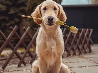 A golden retriever holding a flower in its mouth