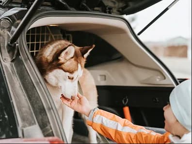 A husky in the back of a car greeting a volunteer