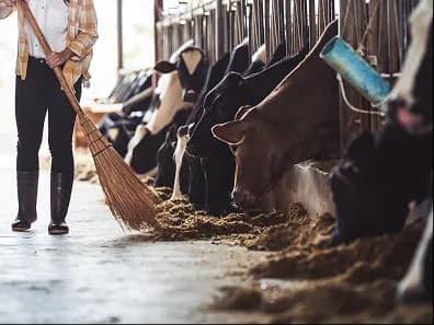 A volunteer sweeping a barn beside cows