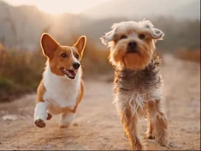 A corgi and a terrier running together