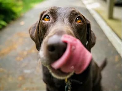 A chocolate Labrador licking its nose