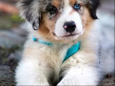 An Australian shepherd puppy lying in the grass