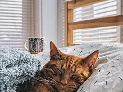 A ginger cat asleep on a blanket