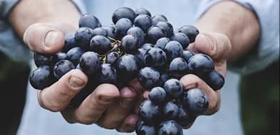 Hands holding a bunch of dark grapes