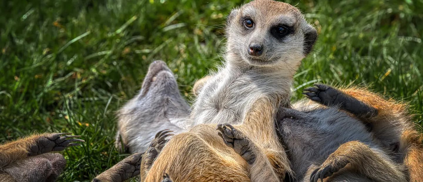 A meerkat resting in the grass