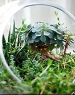Succulents growing in a glass terrarium