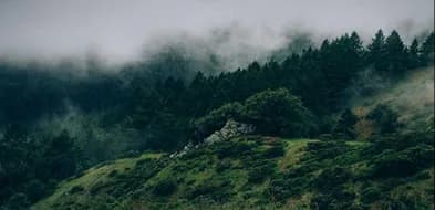 Forested hills under low mist