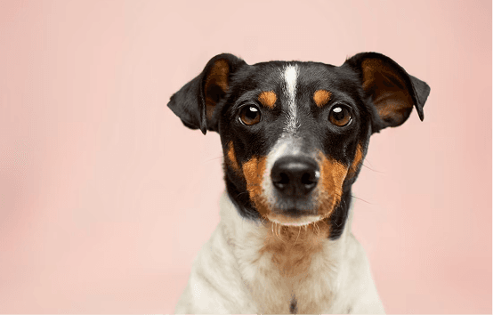System Status Dog Preview