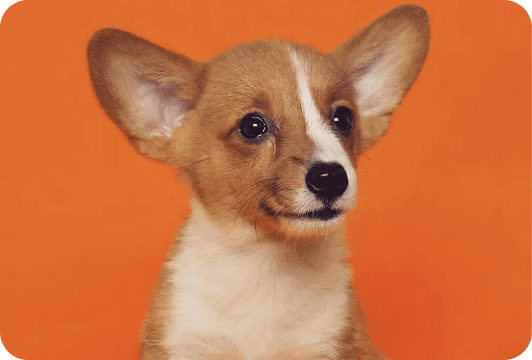Building with Zoiko Social Corgi