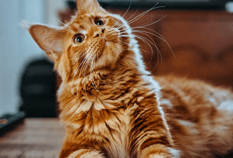 Cat using help center