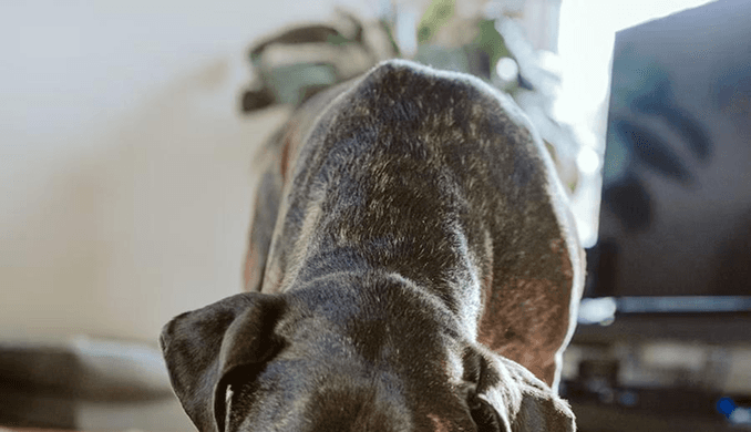 County Shelter Reports Record Intake After Storm