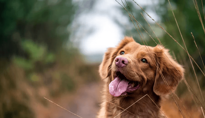 Updated Minimum Space Standards Proposed for Boarding Kennels