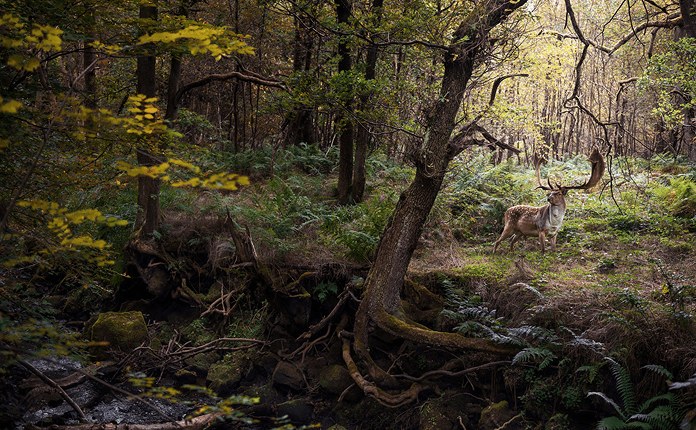 Regional wildlife corridor connecting two forest reserves