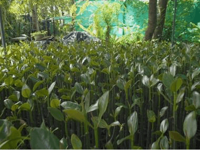 Mangrove restoration expands along Gulf coastline