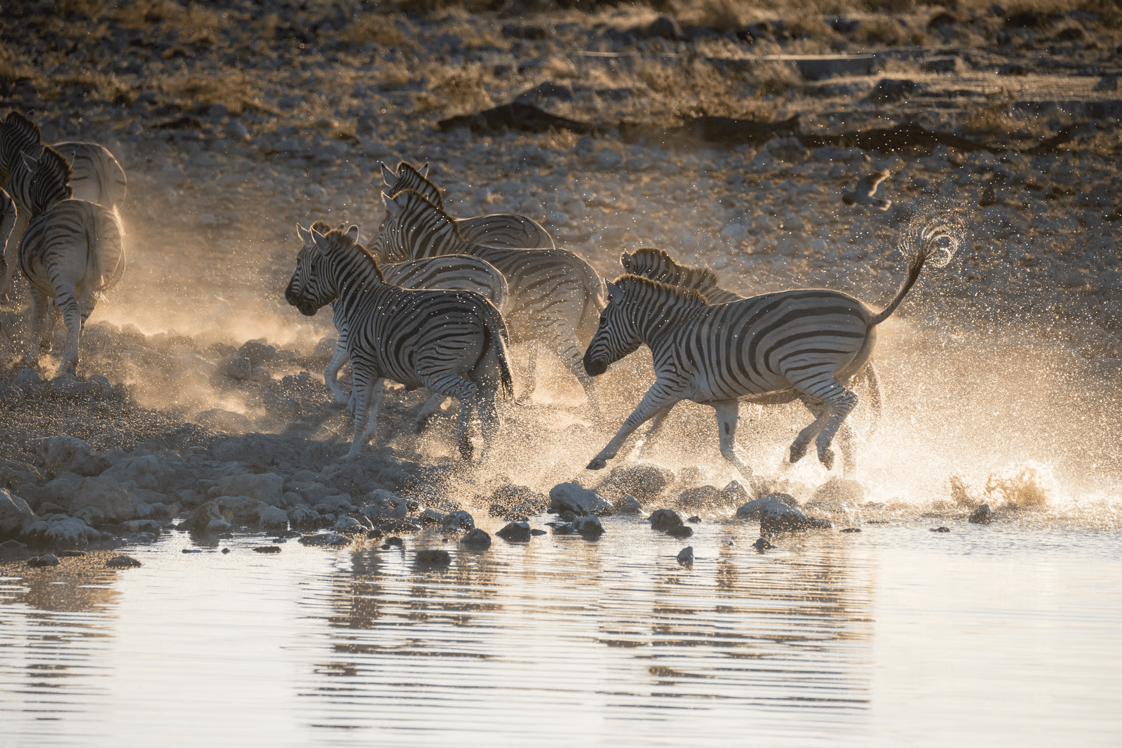 Zebras in water