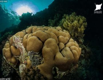 Reef monitoring shows mixed recovery signals after correction