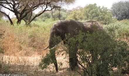 Africa