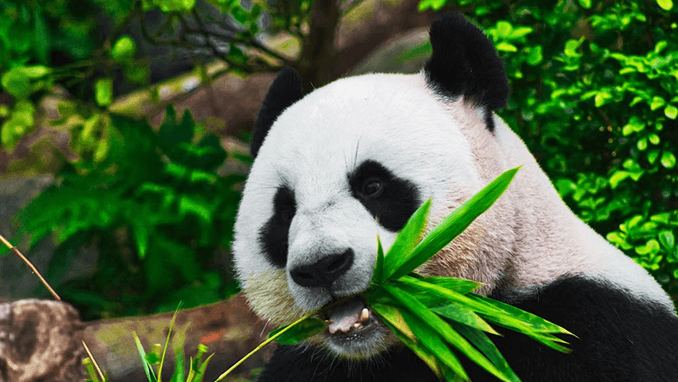 Major Policy Update on Wildlife Trade Enforcement
