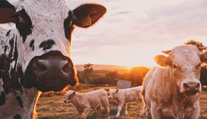Policymakers Weigh New Farm Animal Welfare Standards