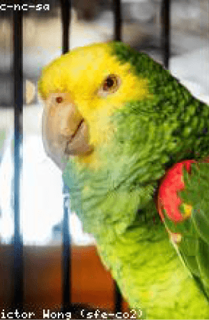 Advocacy group reports rise in online exotic pet trade