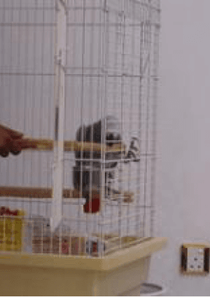 Man charged after dozens of protected birds found in private collection