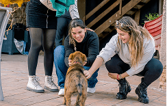 Animal policy and law