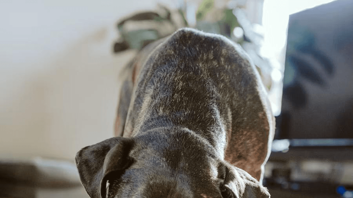 Animal shelter story