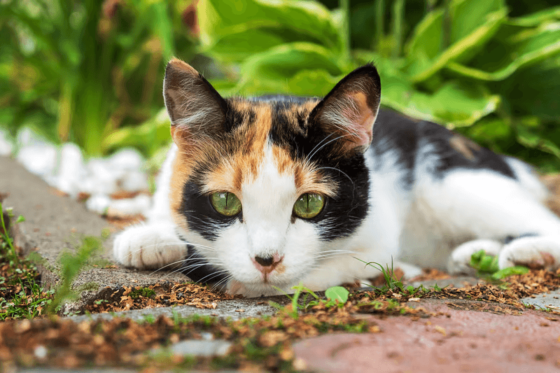 Mittens