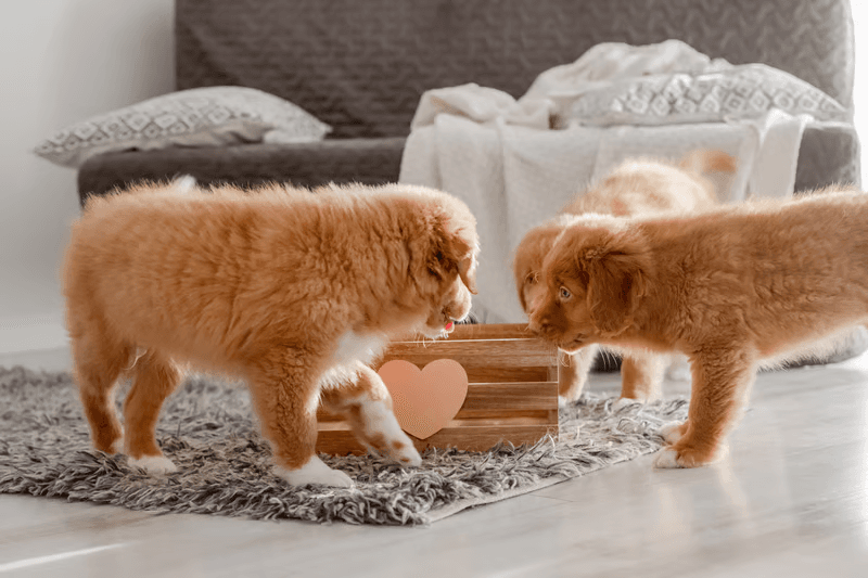 Adopt and Foster Animals