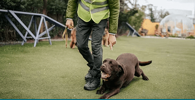 A trainer working with a dog on a grassy field