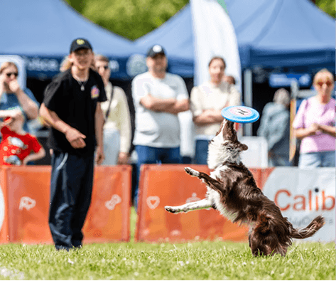 A dog leaping over an agility hurdle at an outdoor event