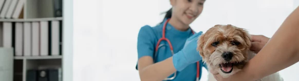 Veterinarian examining a dog at Community Clinic