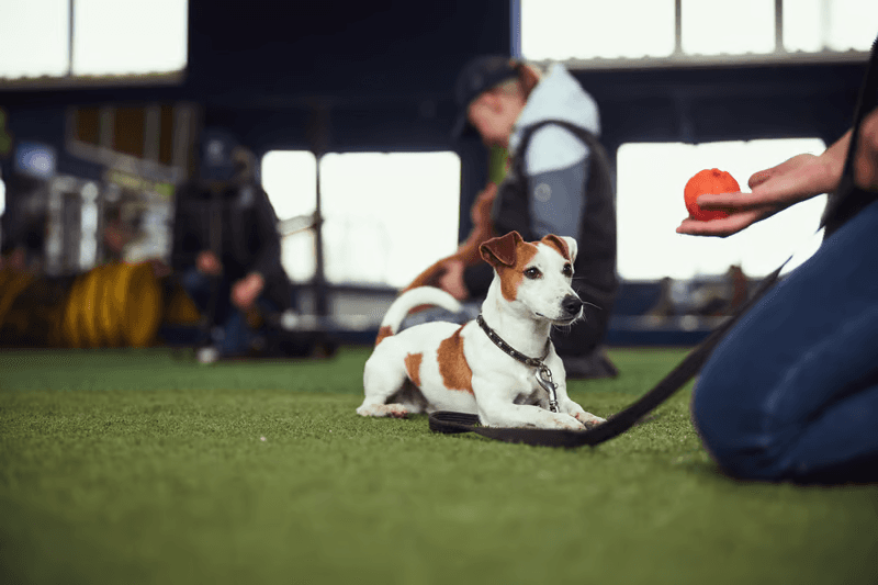 Training and behavior