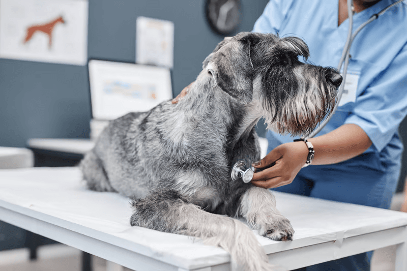 Veterinary