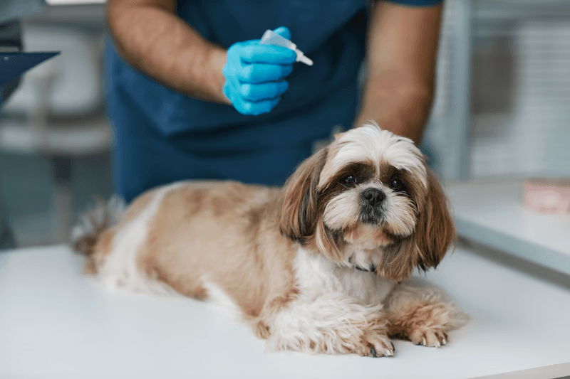 List your veterinary or training practice