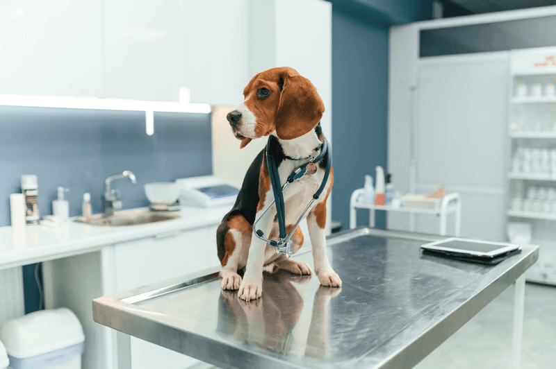 Veterinary Rehabilitation