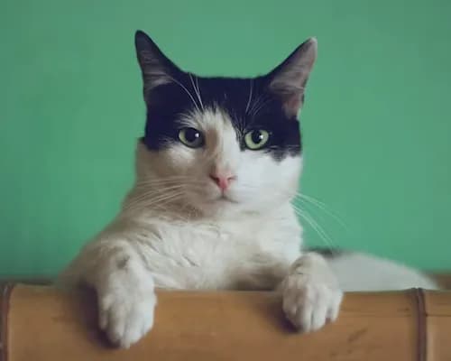 Cat looking at the camera