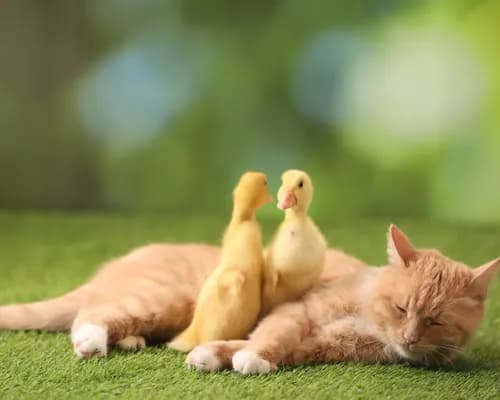Kittens sitting together outdoors