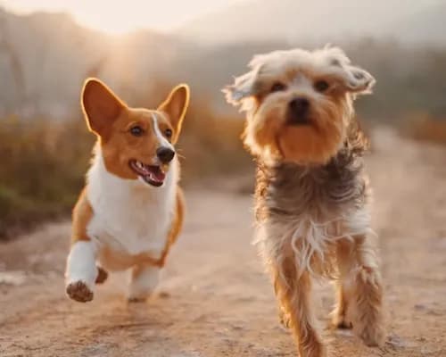 Two dogs running outdoors together