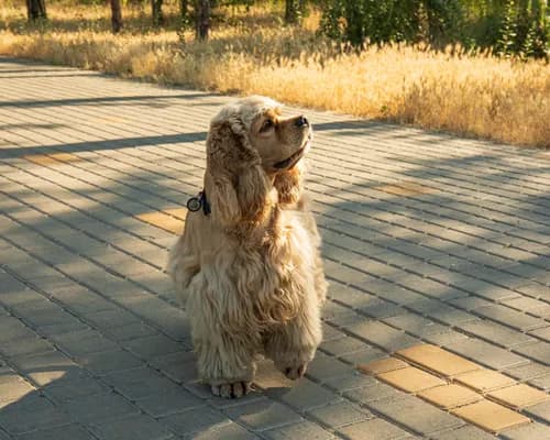 Dog standing on a path outdoors