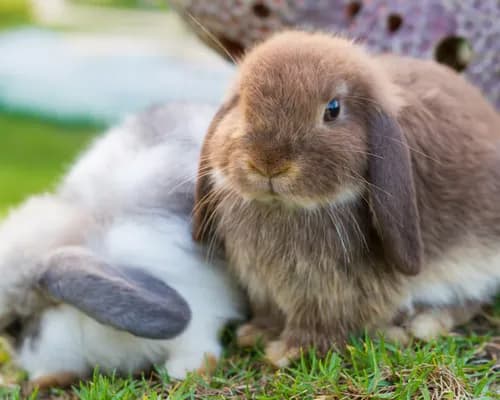 Rabbit and dog together outdoors