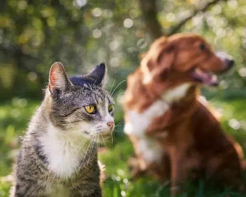 Cat and dog together outdoors