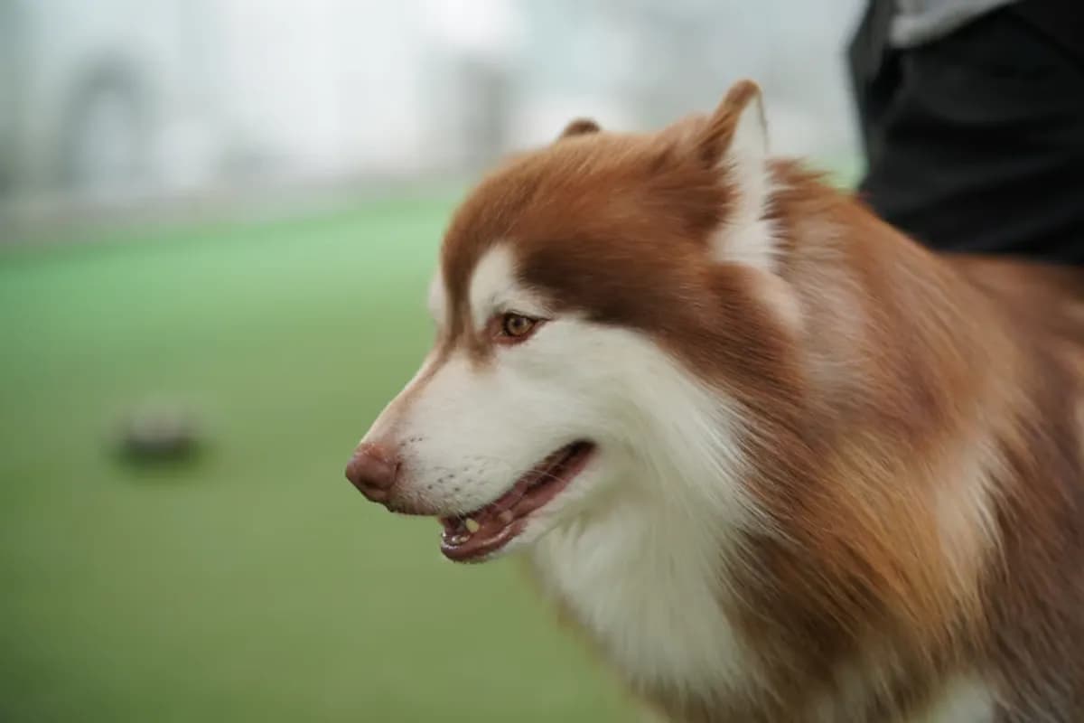 Dog looking to the side outdoors