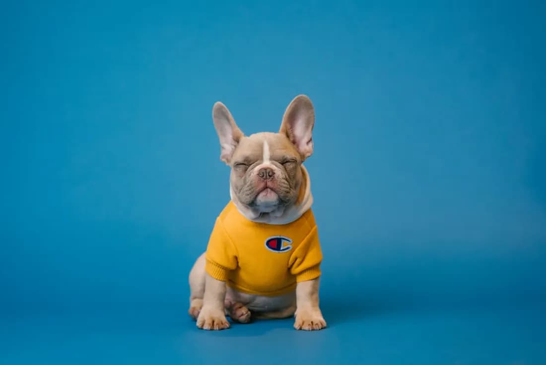 French bulldog puppy in a yellow sweater