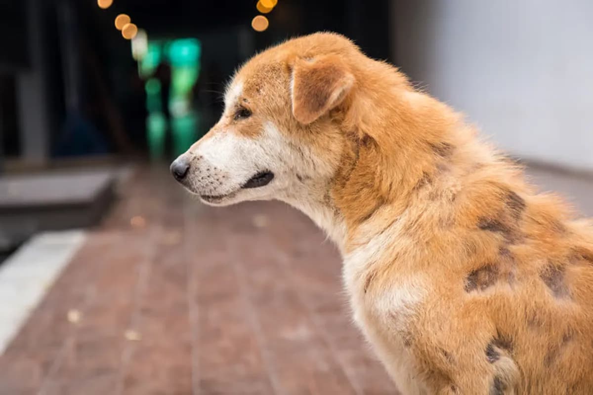 Dog looking to the side