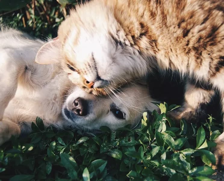 Cat and dog snuggling together outdoors in the grass