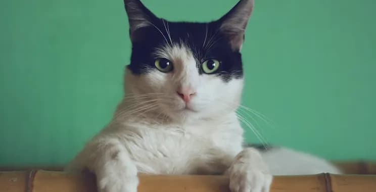 Black and white cat looking at the camera