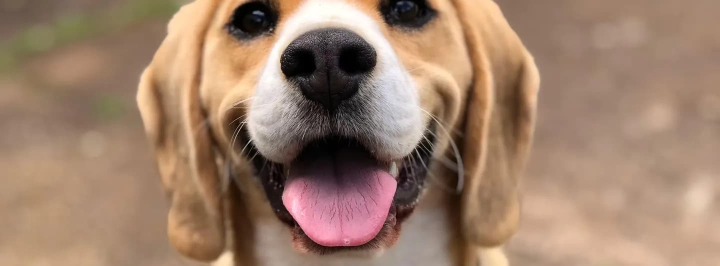 Dog looking directly at the camera outdoors